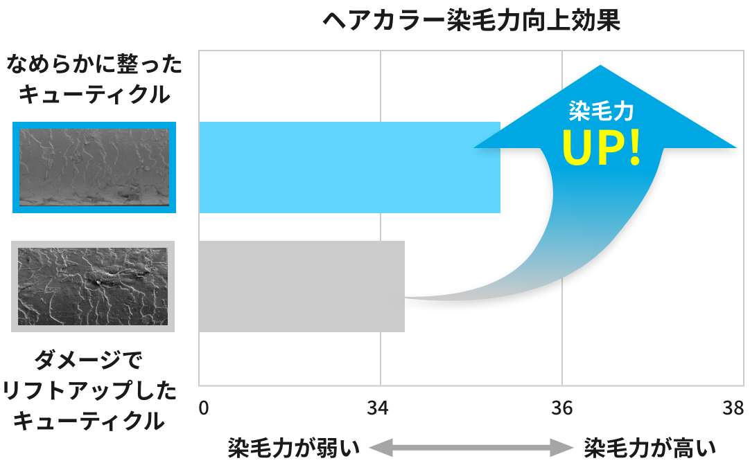 ヘアカラー染毛力向上効果