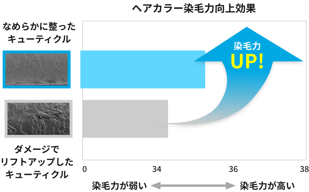 ヘアカラー染毛力向上効果